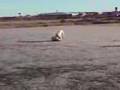 Dogo Argentino video