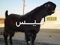 ����� ����� ������� �����