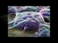 Click here to watch this video JDIMLM Vita-Stim™ Stem Cell Nutrition