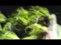 videos de Produce Market