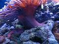 videos de 24 gallon nano cube....