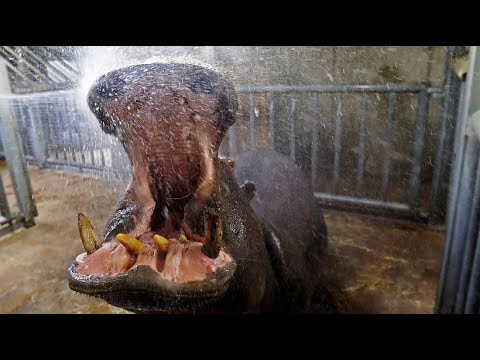 Prag/Tschechien: Zahnpflege bei den Nilpferden im Prager Zoo