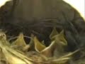 Uccellini in attesa del cibo nel nido - GIRALAFOGLIA Uccellini in attesa del cibo nel nido - GIRALAFOGLIA