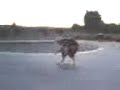 backflip on skateboard backflip on skateboard