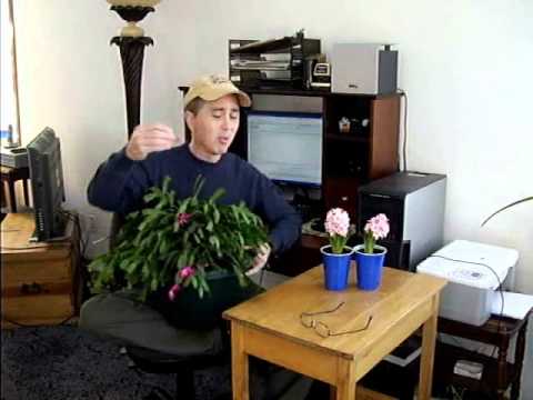 how to transplant a christmas cactus