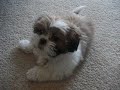 Gizmo the Shih Tzu - playing P2 (13 weeks old)
