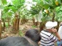 Finca bananera \"Mundo Nuevo\". en Tuxtepec, Oax.
