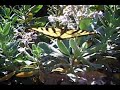 Western Tiger Swallowtail Butterflies Nectaring Yerba Santa