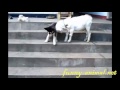 Dog playing fight with sheep 
