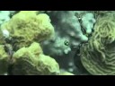 Baby Trunkfish