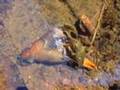 Crayfish Molting