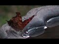 Butterfly at a bird bath