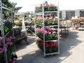 Shrubs & Bedding Sat24May Shrubs & Bedding Sat24May