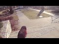 The Adventures of Rasta Bowwow - Episode 236 - 01 13 2014