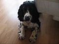 videos de Sepp our English Cocker Spaniel is Playing!!! FUNNY :-) !!