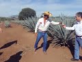 new tequila plants .AVI new tequila plants .AVI