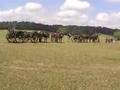 Awsome Cannon Demo at Chickamauga Park