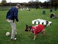 Fernando Torres vs Hank : 1 on 1. (Filmed at West Lancs Canine Centre, Formby)