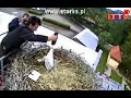 Bociany na wadze-Storks on balance .