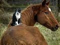 funny horses