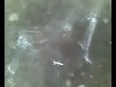 lagartija cabesona
