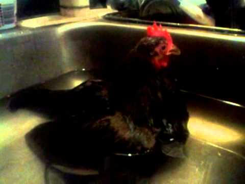 how to cure egg bound chicken