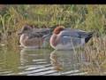canard siffleur