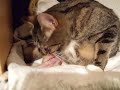 Katzengeburt Katzengeburt