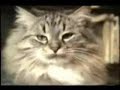 crazy cat