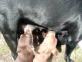 Puppies Nursing Hershey.MOV