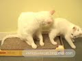Pipi the cat attacked by Snowball the Kitten Pipi the cat attacked by Snowball the Kitten
