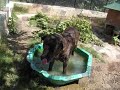 le vrai visage des chiens \"dits m�chants\"