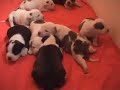 AMSTAF PUPPY AMSTAF PUPPY