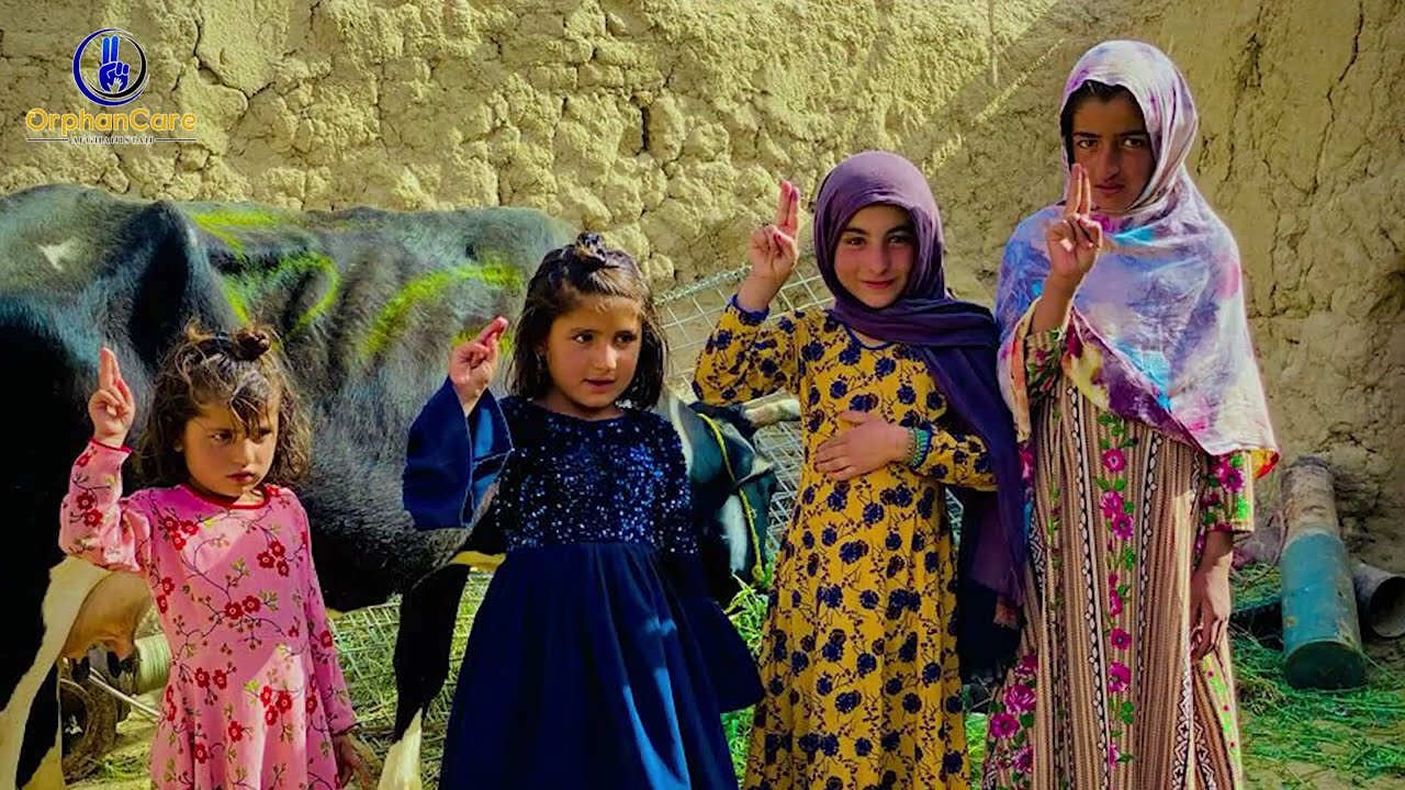 Cow Distribution in Kandahar توزیع گاو ها ی شیری به یتیمان بی سر پرست د رکندهار /به کندهار کې د لنګو