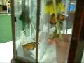 Fluttering Butterflies