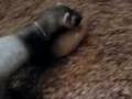 videos de NhooPhee