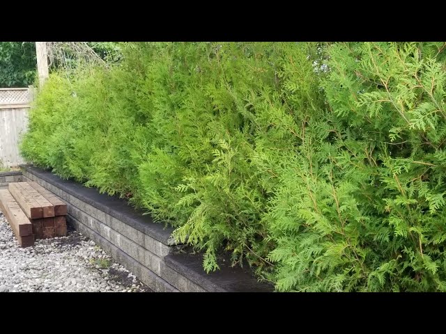 Farm Grown Cedars / Privacy Hedge / Cultivated White Cedar Trees in Plants, Fertilizer & Soil in Kingston