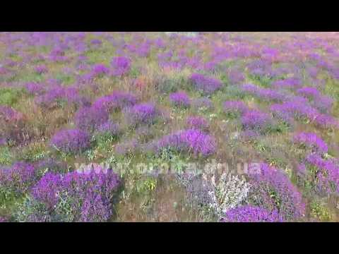 Олексій Бурковський - відео обкладинка