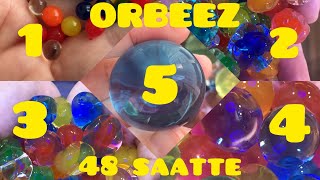 ORBEEZ 🎈su maymunu renkli toplar nasıl büyür