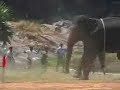 don't let the elephant be upset..