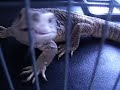 savannah monitor inhales mice savannah monitor inhales mice