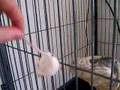 savannah monitor inhales mice