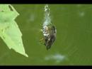 Spiders Spiders