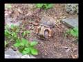 videos de Springtime for Box Turtles or Making the Next Generation!