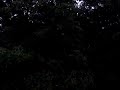 Sounds of rain