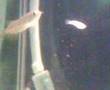 arowana