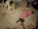 My Puppies