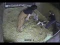 Sippa Foaling