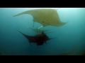 Manta's of Komodo