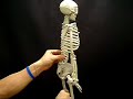 \"Mr. Thrifty\" 33 Inch 4th quality skeleton 3 of 3 unfinished \"Mr. Thrifty\" 33 Inch 4th quality skeleton 3 of 3 unfinished